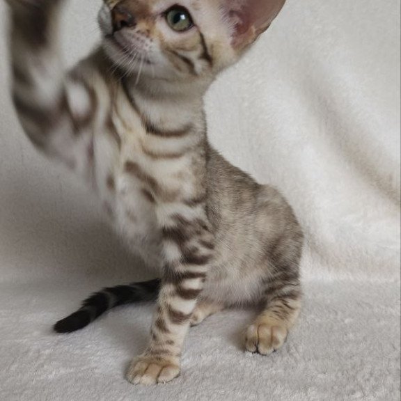 Bengal NOV Max
