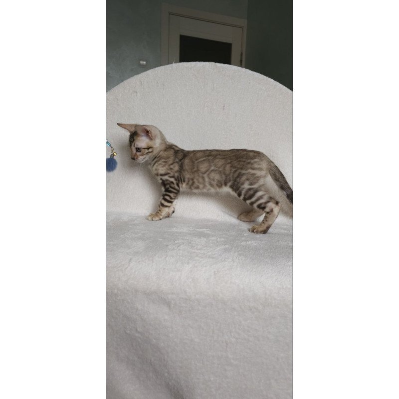 Bengal NOV Max