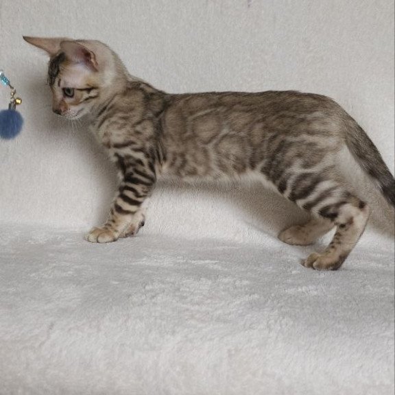 Bengal NOV Max