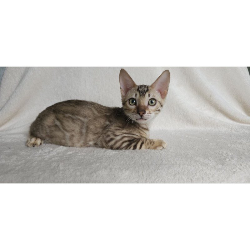 Bengal NOV Max