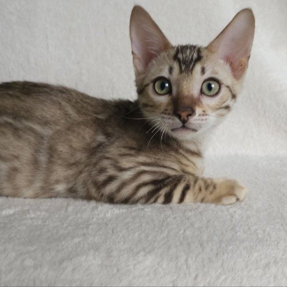 Bengal NOV Max