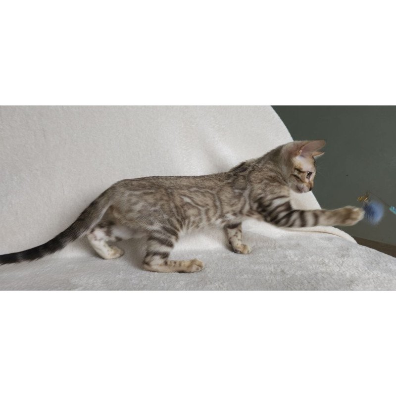 Bengal NOV Max
