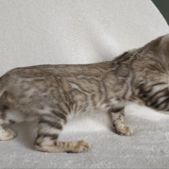 Bengal NOV Max