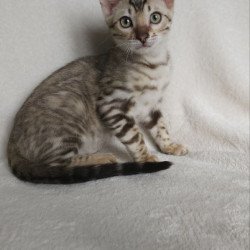 Bengal NOV Max