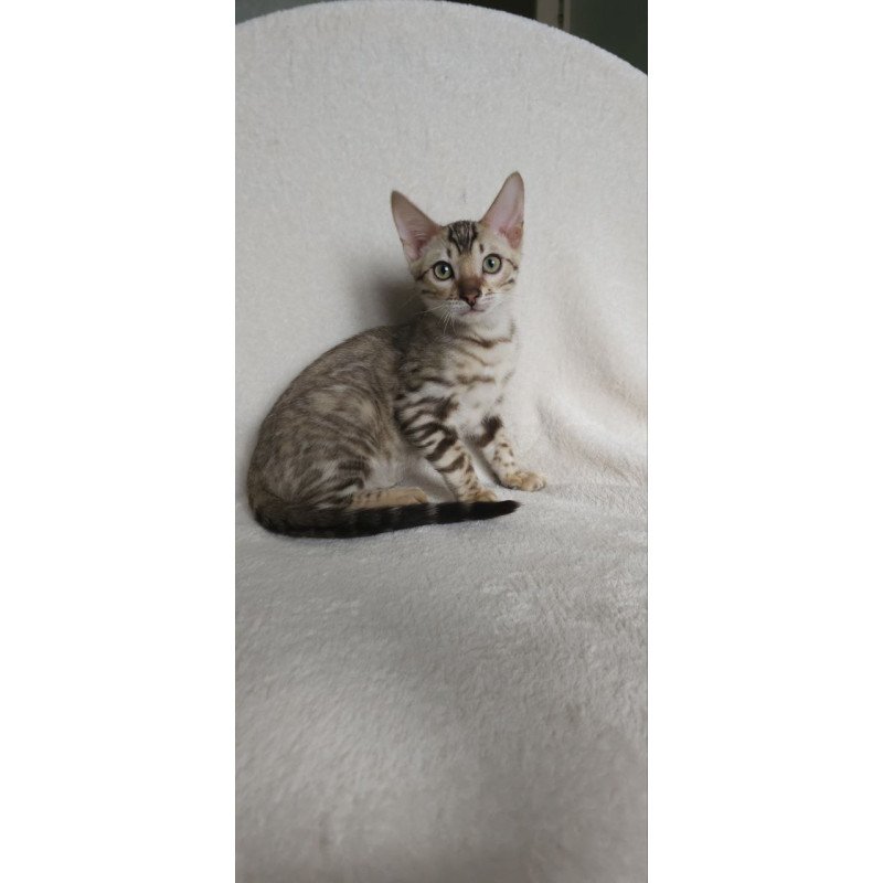Bengal NOV Max