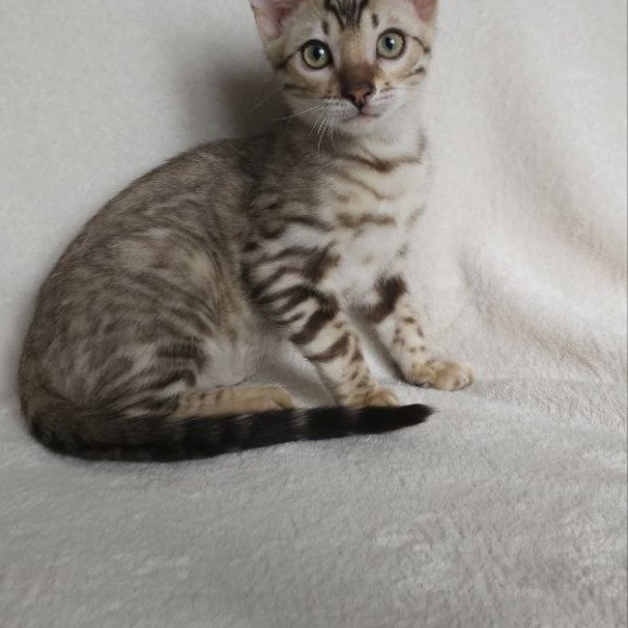 Bengal NOV Max