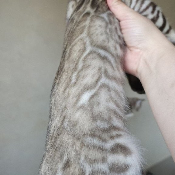 Bengal NOV Max