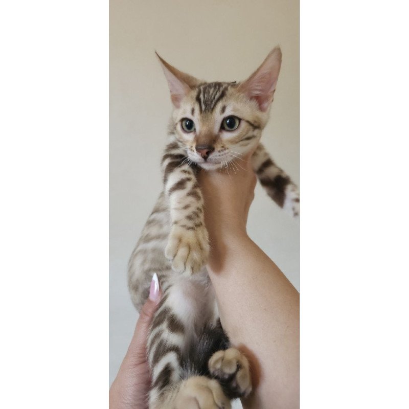 Bengal NOV Max