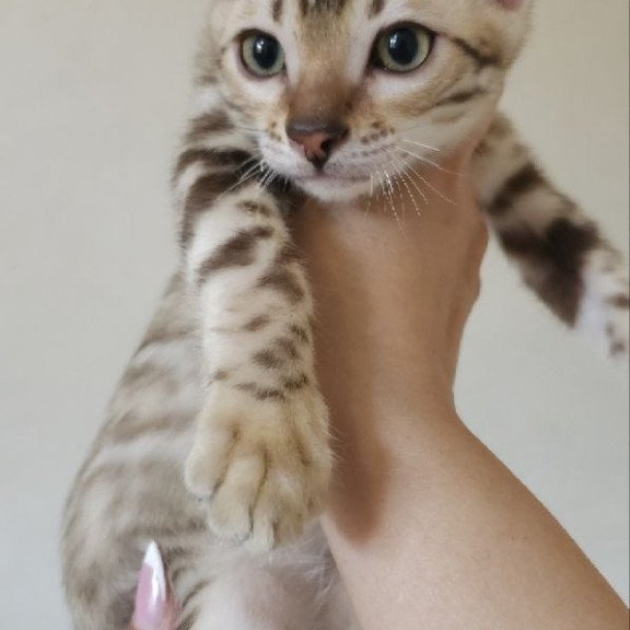 Bengal NOV Max