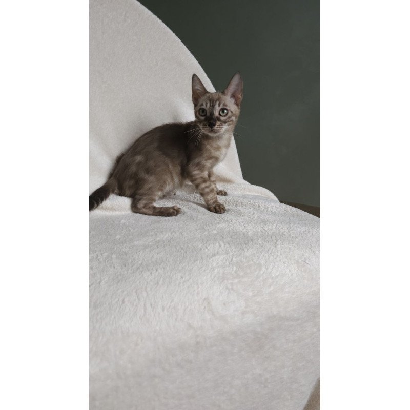 Bengal NOV Lika
