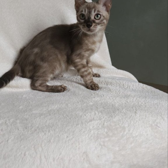 Bengal NOV Lika