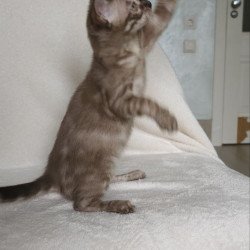 Bengal NOV Lika