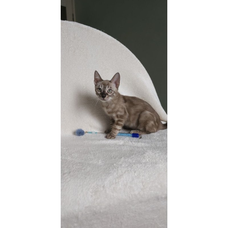 Bengal NOV Lika