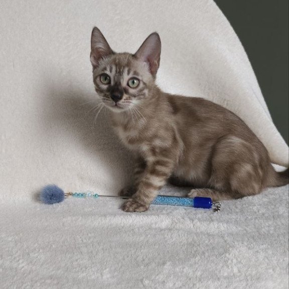 Bengal NOV Lika