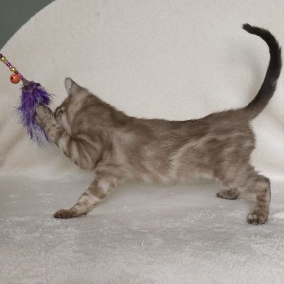 Bengal NOV Lika