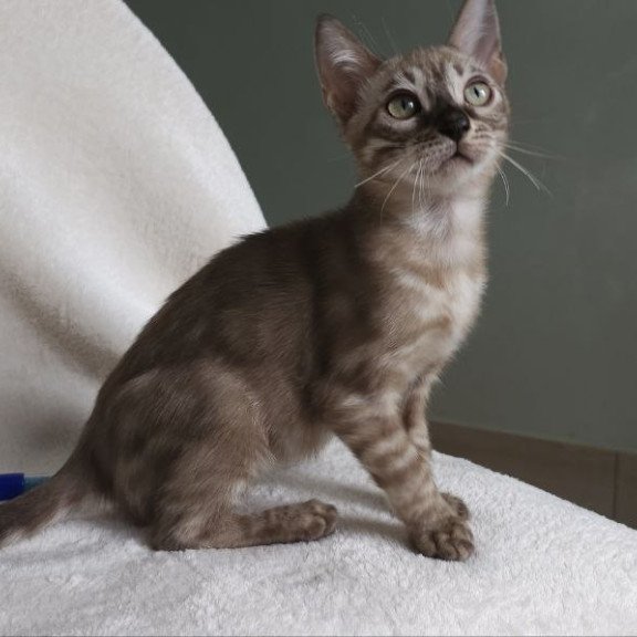 Bengal NOV Lika