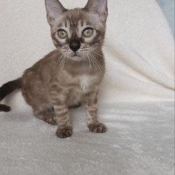 Bengal NOV Lika