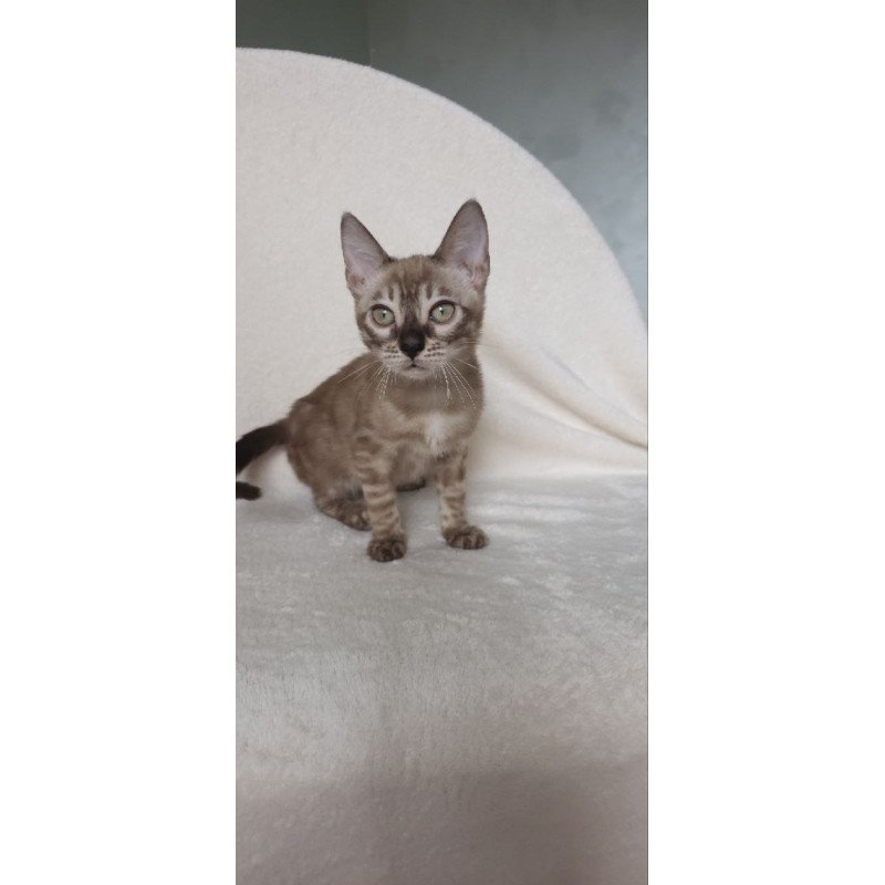 Bengal NOV Lika
