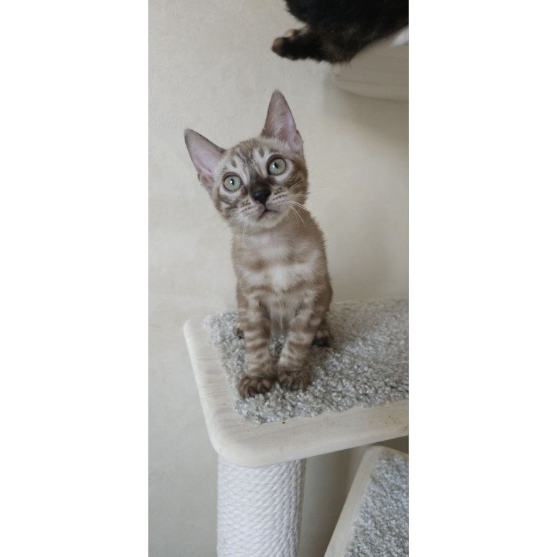 Bengal NOV Lika