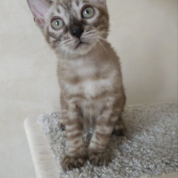 Bengal NOV Lika