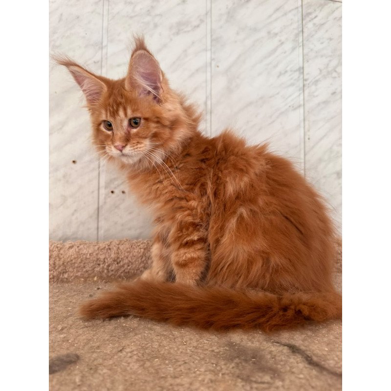 Maine Coon NOV Aziza