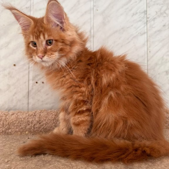 Maine Coon NOV Aziza