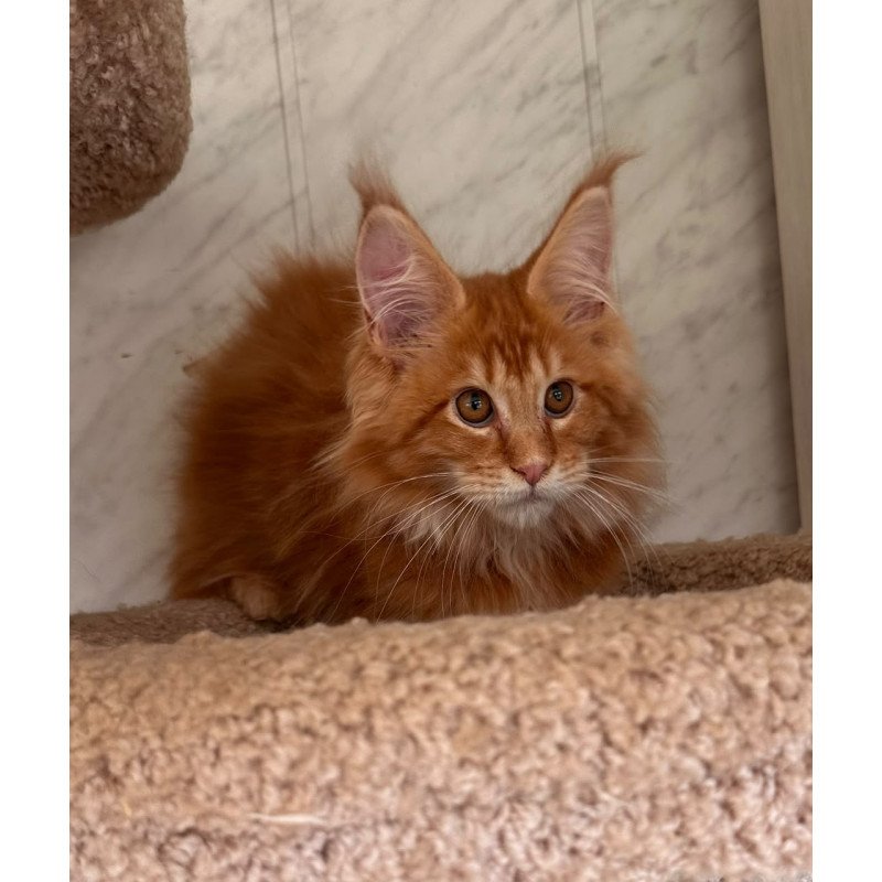 Maine Coon NOV Aziza