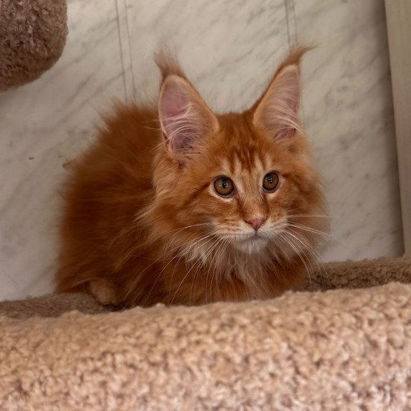 Maine Coon NOV Aziza