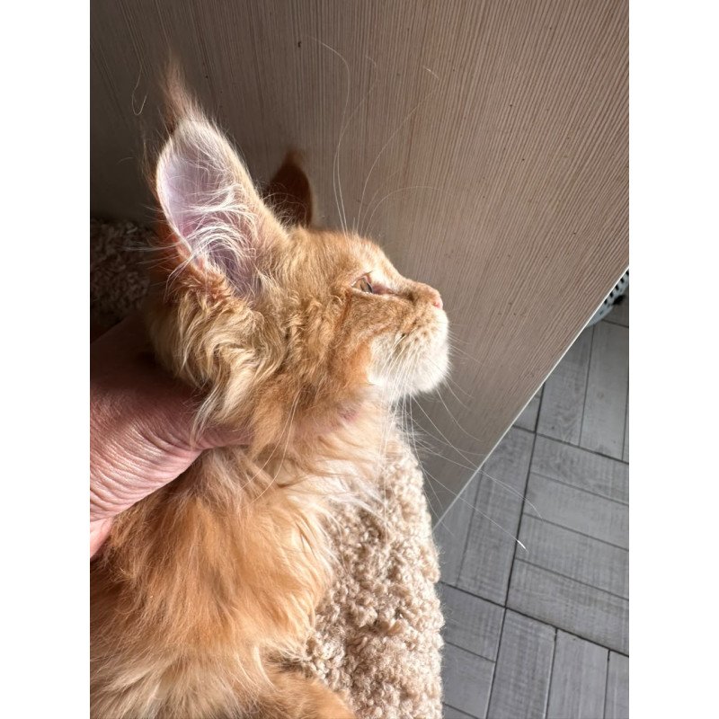 Maine Coon NOV Aziza