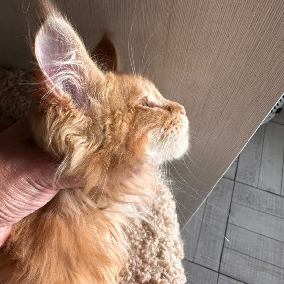 Maine Coon NOV Aziza