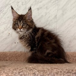 Maine Coon NOV Taya