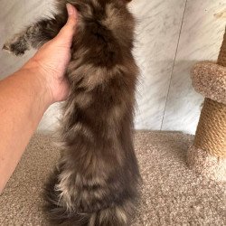Maine Coon NOV Taya