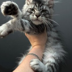 Maine Coon NOV Daiquiri