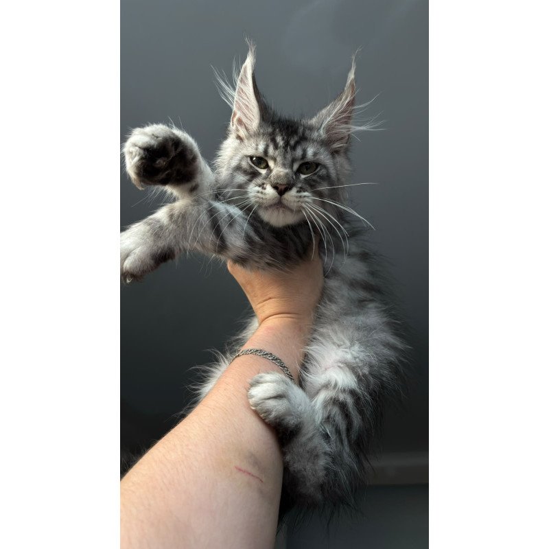 Maine Coon NOV Daiquiri