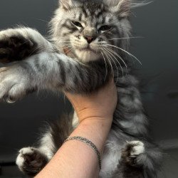 Maine Coon NOV Daiquiri