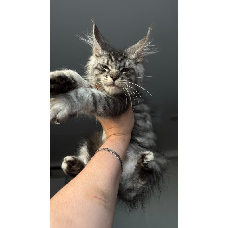 Maine Coon NOV Daiquiri