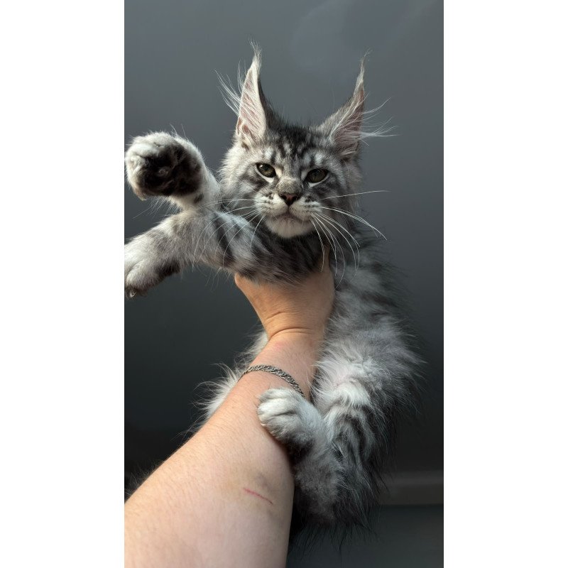 Maine Coon NOV Daiquiri