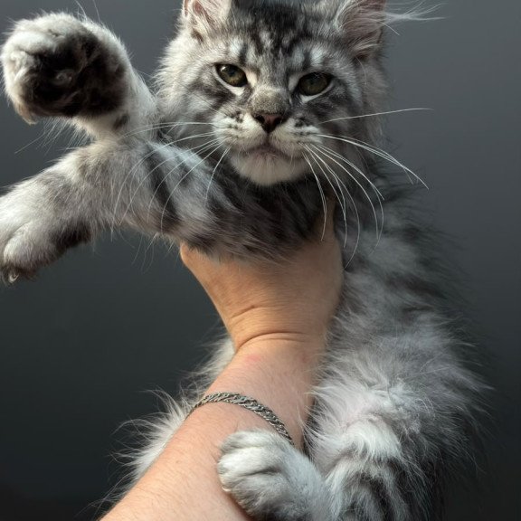 Maine Coon NOV Daiquiri
