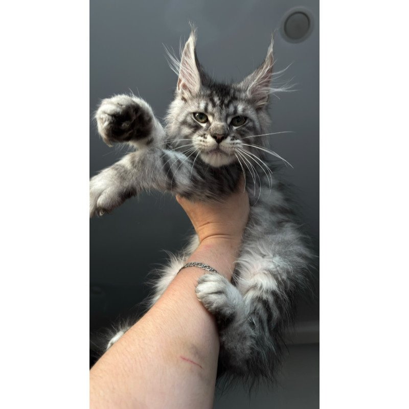 Maine Coon NOV Daiquiri