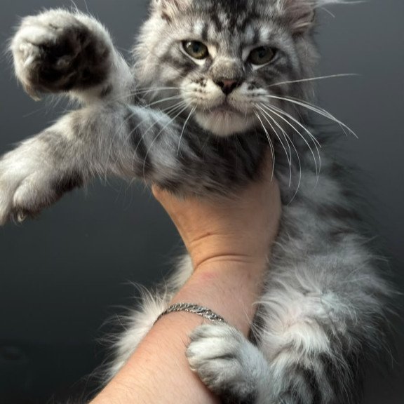Maine Coon NOV Daiquiri