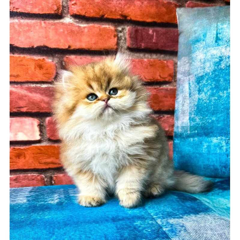 British Karyna