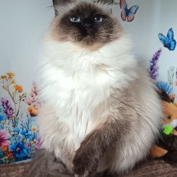 Siberian REZ Taiga