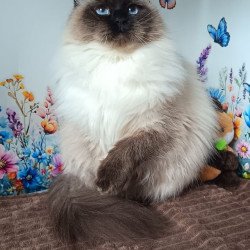 Siberian REZ Taiga