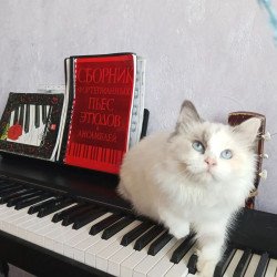 Siberian REZ Laska