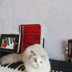 Siberian REZ Laska