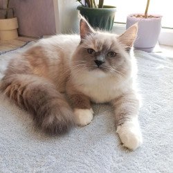 Siberian REZ Liana