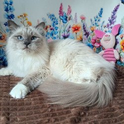 Siberian REZ Thea