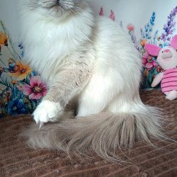 Siberian REZ Thea