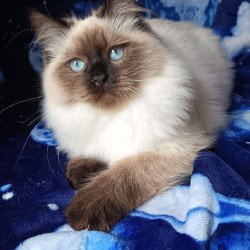 Siberian REZ Nayt