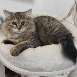 Siberian REZ Pluton